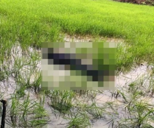 खेत में मिला दुष्कर्म के आरोपी का शव