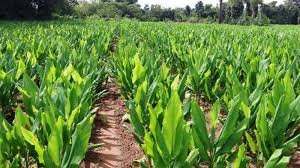 पूर्वांचल में करीब 300 हेक्टेयर में हो रही हल्दी की खेती