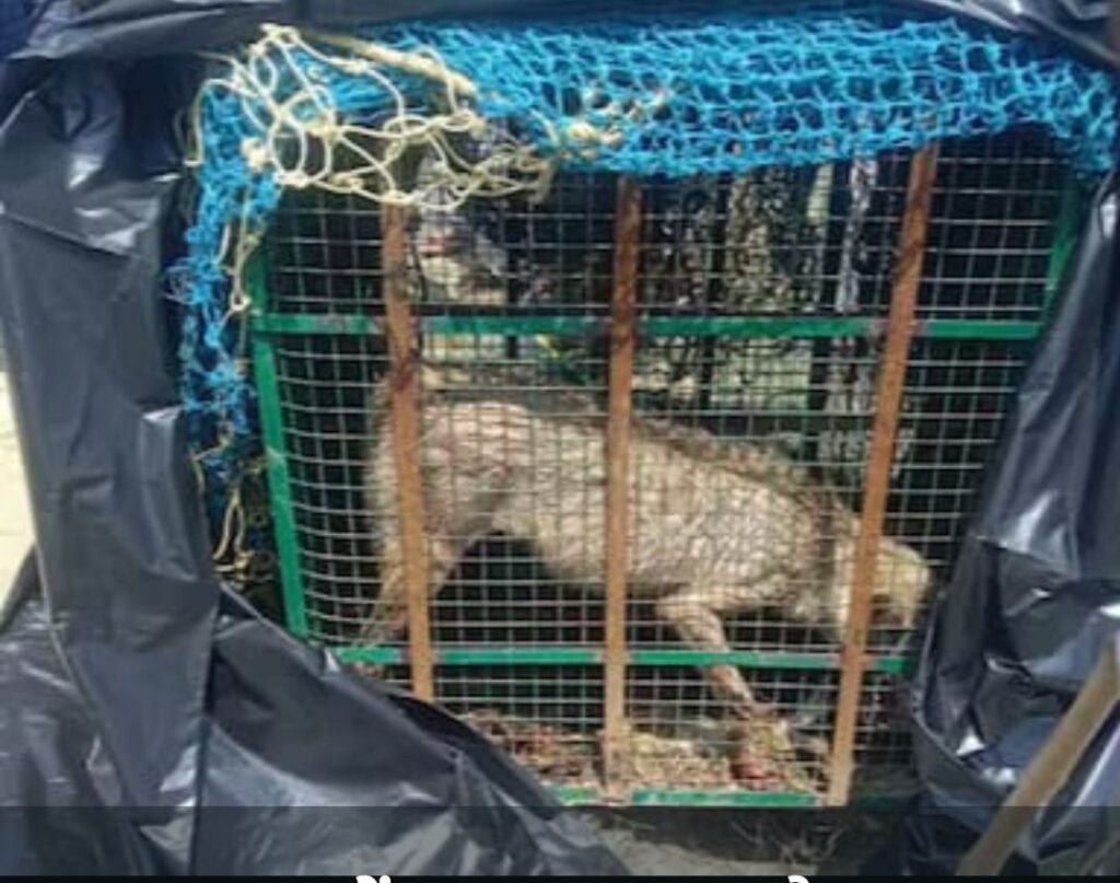 ऑपरेशन भेड़िया :सिसैया के कछार से पकड़ा गया भेड़िया, ग्रामीणों की दहशत हुई कम