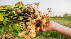 झांसी के सॉफ्ट टॉयज जैसे मूंगफली का भी बजेगा देश दुनिया में डंका