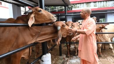 मंदिर की गोशाला में सीएम योगी ने की गोसेवा