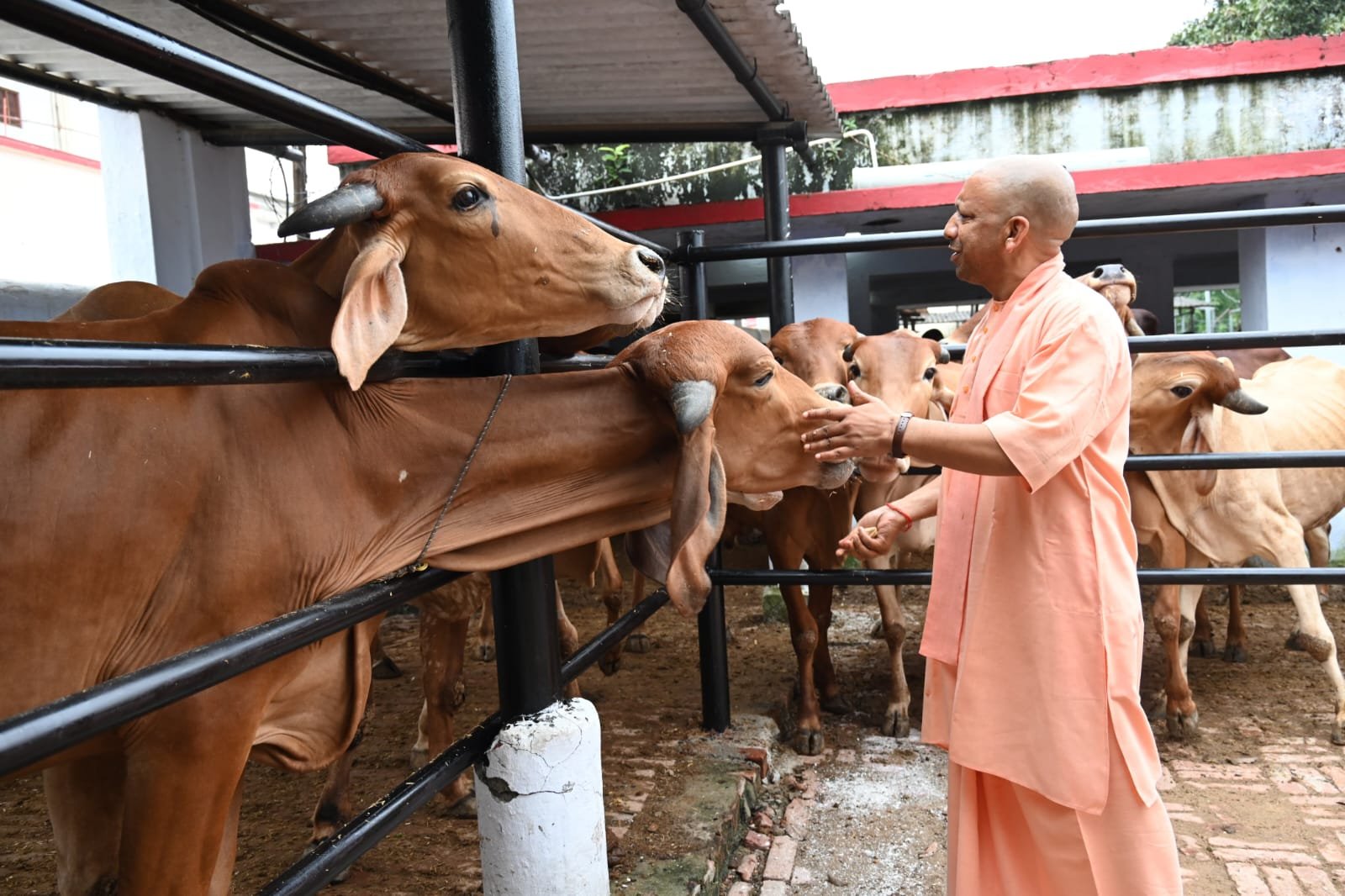 मंदिर की गोशाला में सीएम योगी ने की गोसेवा