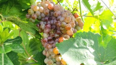 योगी सरकार की योजनाओं का लाभ लेकर अंगूर की खेती कर सकते हैं किसान