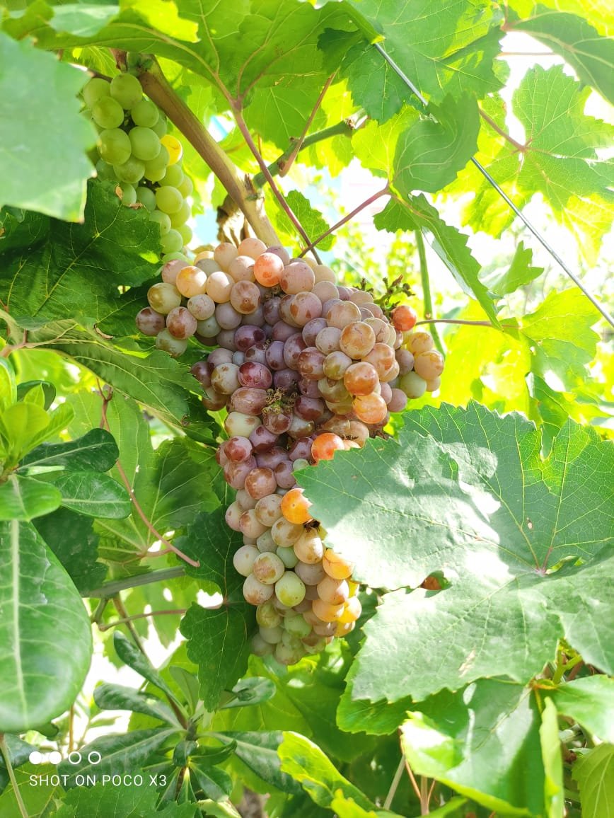 योगी सरकार की योजनाओं का लाभ लेकर अंगूर की खेती कर सकते हैं किसान