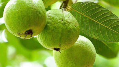 हर तरह की भूमि पर लगाए जा सकते अमरूद के बाग