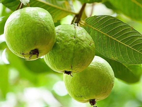 हर तरह की भूमि पर लगाए जा सकते अमरूद के बाग