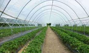 हाईटेक पौधशालाओं में वाजिब दाम पर मिलेंगे निरोग और गुणवत्ता के पौधे