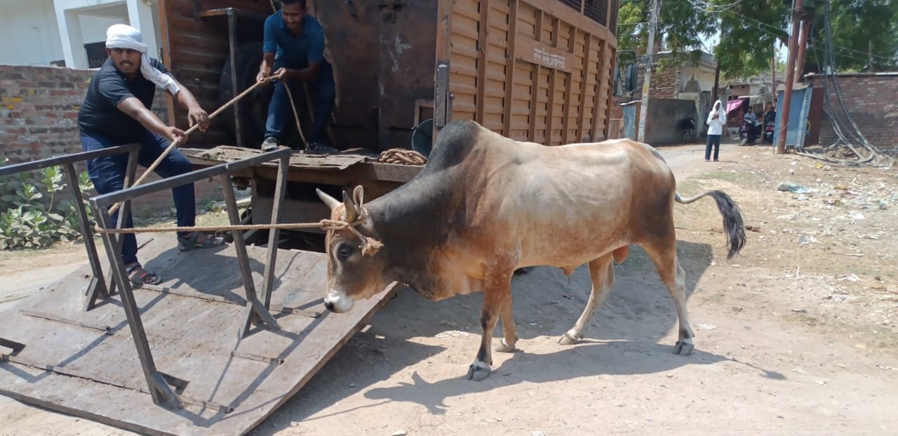 महाकुंभ क्षेत्र को छोटे-बड़े सभी पशुओं की एक्टिविटी से पूर्णतः रखा जाएगा  मुक्त