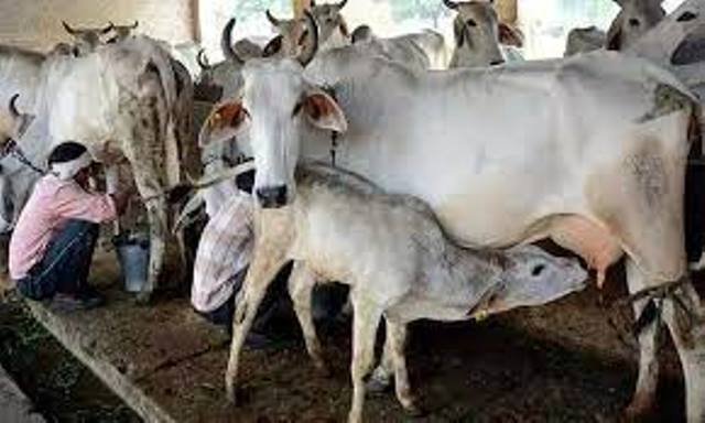 नन्द बाबा दुग्ध मिशन