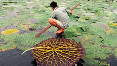 गोरखपुर:मखाना की खेती पर किसानों को मिलेगा प्रति हेक्टेयर 40 हजार रुपये अनुदान