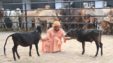 सीएम योगी ने की गोसेवा, भवानी और भोलू को खूब दुलारा