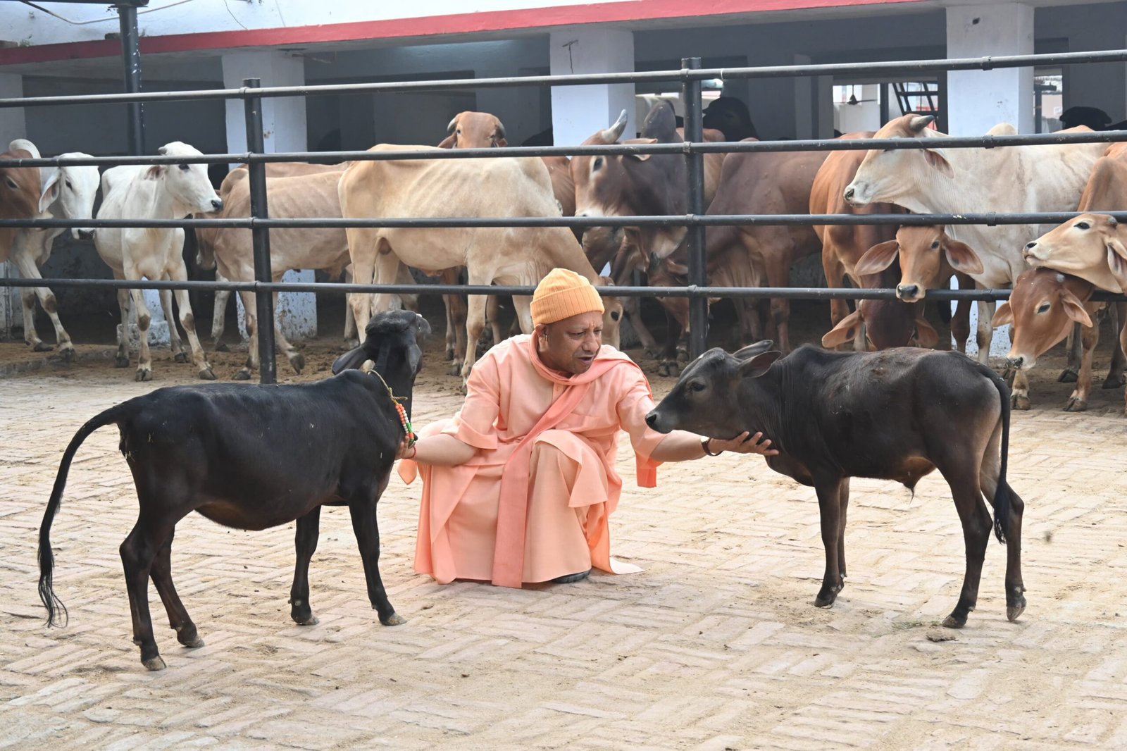 सीएम योगी ने की गोसेवा, भवानी और भोलू को खूब दुलारा