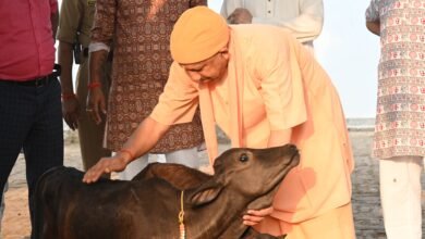 गोसेवा में रमे मुख्यमंत्री, गोवंश को दुलारकर खिलाया गुड़