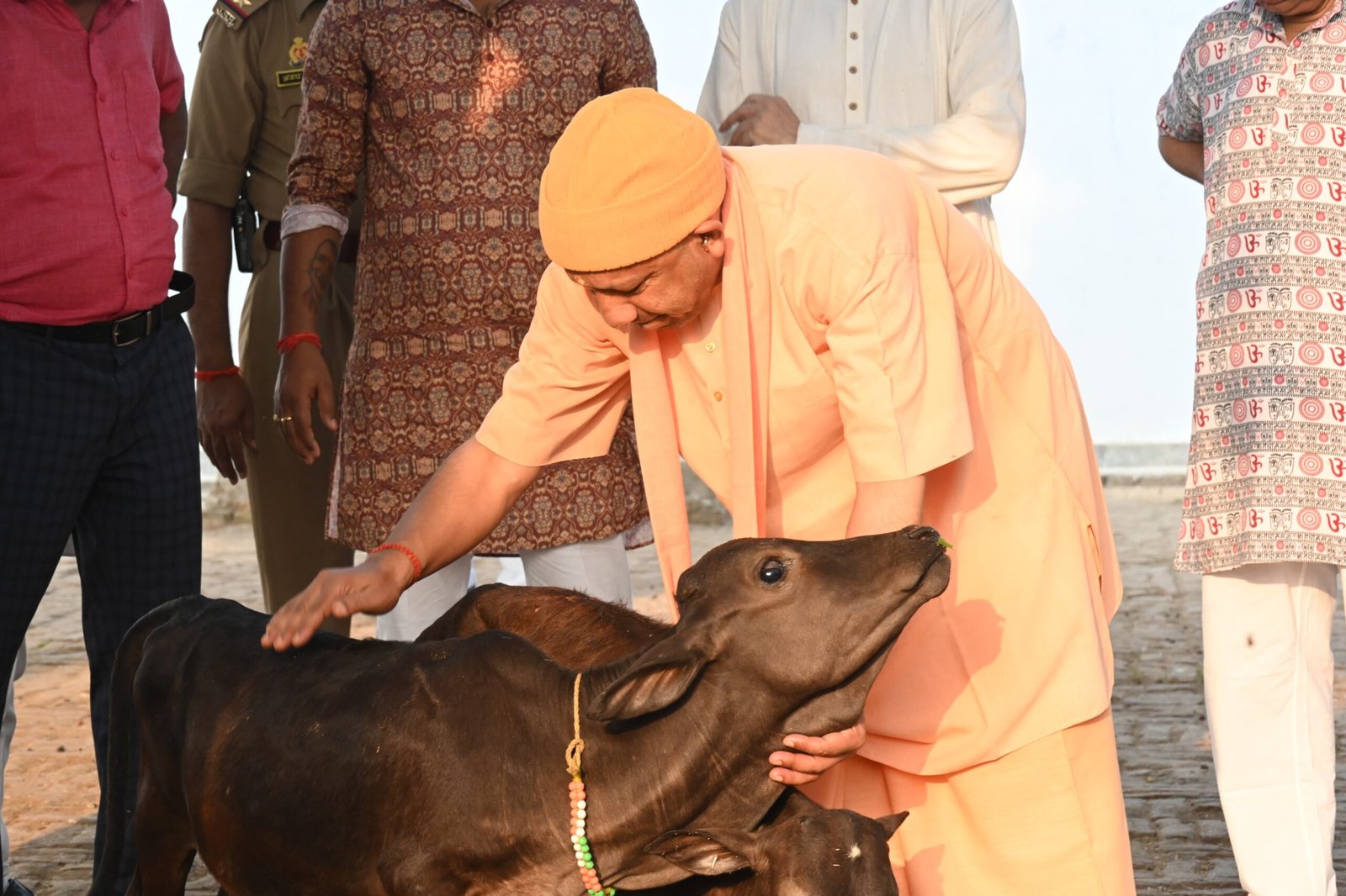 गोसेवा में रमे मुख्यमंत्री, गोवंश को दुलारकर खिलाया गुड़