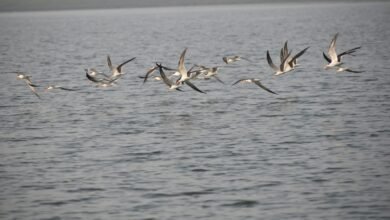 श्रद्धालुओं के लिए मानसिक शांति का भी केंद्र बन रहा संगम, श्रद्धालु ले सकेंगे 90 तरह की बर्ड साउंड थेरेपी