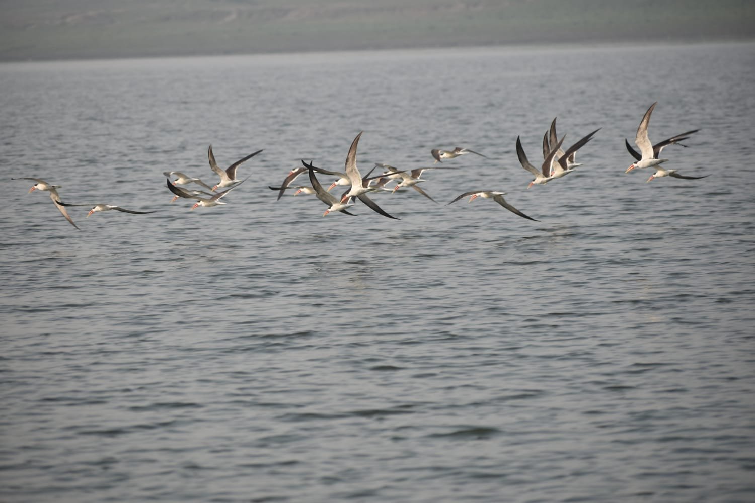 श्रद्धालुओं के लिए मानसिक शांति का भी केंद्र बन रहा संगम, श्रद्धालु ले सकेंगे 90 तरह की बर्ड साउंड थेरेपी
