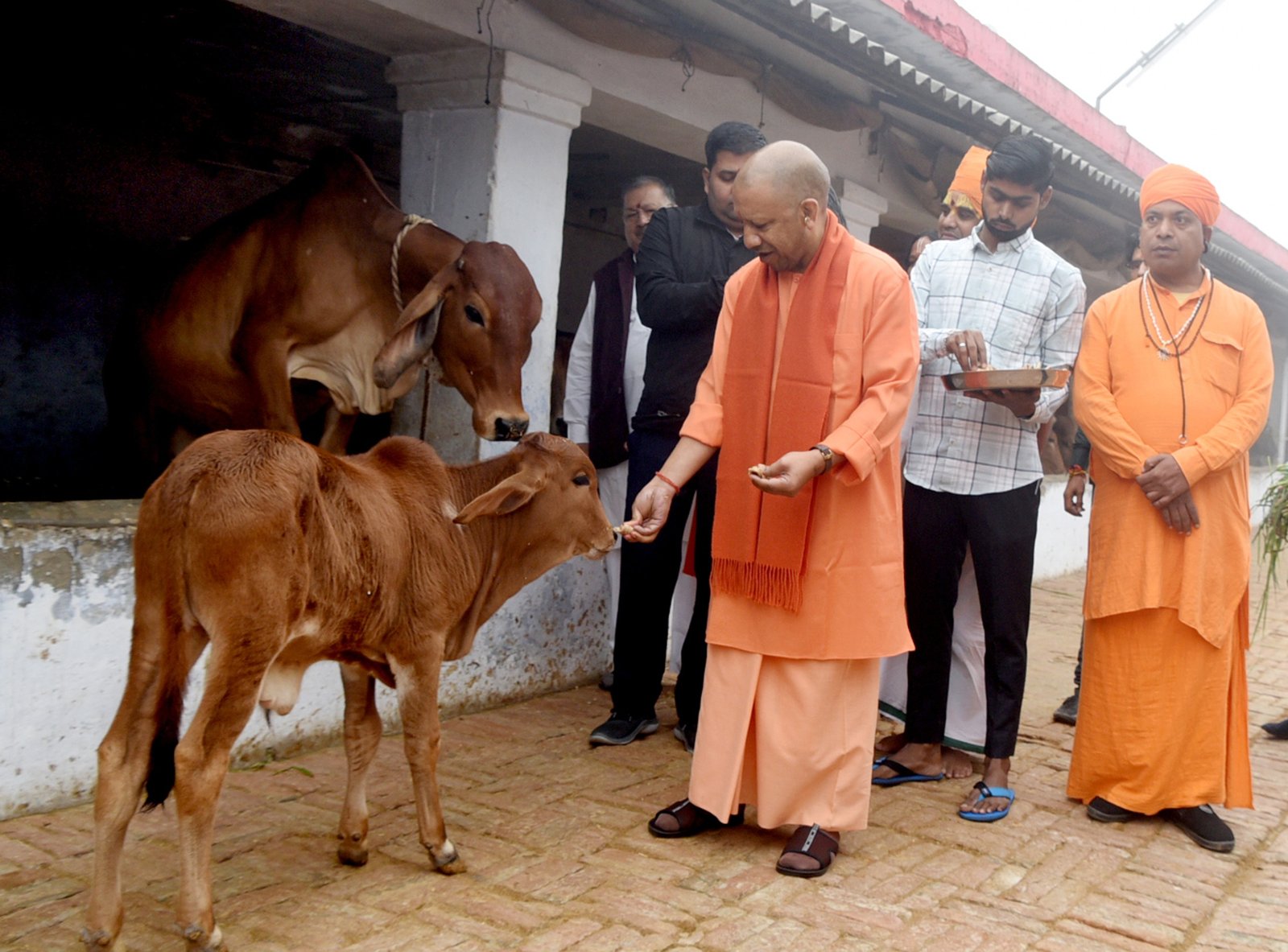 बलरामपुर दौरे के दूसरे दिन पर मुख्यमंत्री योगी आदित्यनाथ ने की गौ सेवा