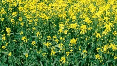 सात साल में दोगुने से अधिक बढ़ी तिलहन की उपज