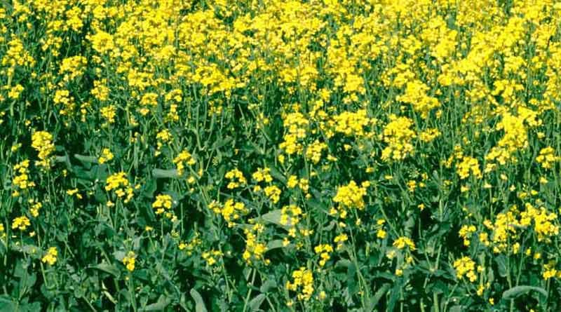 सात साल में दोगुने से अधिक बढ़ी तिलहन की उपज