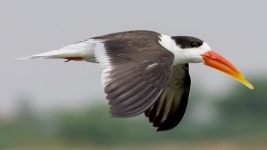 प्रयागराज पहुंचे लुप्तप्राय इंडियन स्कीमर के 150 जोड़े