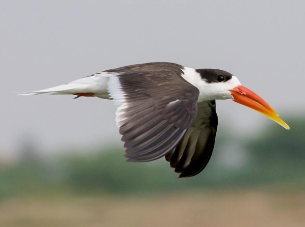 प्रयागराज पहुंचे लुप्तप्राय इंडियन स्कीमर के 150 जोड़े