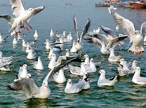 प्रदूषण मुक्त जल और वायु में ही अपना आशियाना बनाते हैं विदेशी मेहमान