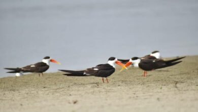 श्रद्धालुओं के बाद अब गंगा की रेती पर दुर्लभ प्रजाति के नन्हे इंडियन स्कीमर के वेलकम की तैयारी, सिक्योरिटी बढ़ी