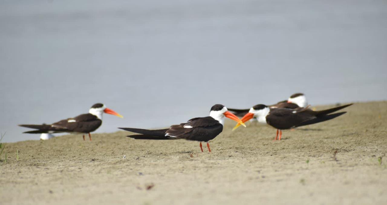श्रद्धालुओं के बाद अब गंगा की रेती पर दुर्लभ प्रजाति के नन्हे इंडियन स्कीमर के वेलकम की तैयारी, सिक्योरिटी बढ़ी
