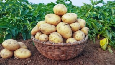 योगी सरकार की पहल से आगरा में अंतरराष्ट्रीय केंद्र, सहारनपुर एवं कुशीनगर में खुल रहा एक्सीलेंस सेंटर