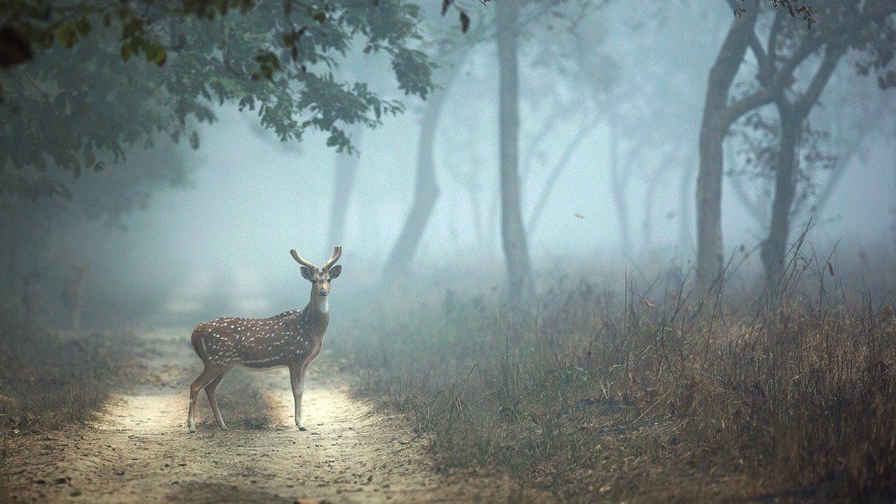 योगी सरकार नवंबर में आयोजित करेगी प्रदेश का पहला दुधवा महोत्सव
