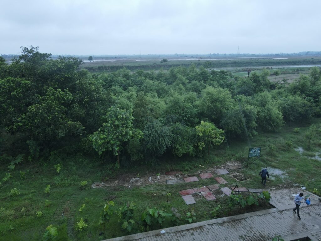 सीएम योगी के नेतृत्व में बढ़ रही यूपी में हरियाली