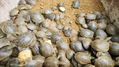 भारत में पाई जाती है कछुओं की 30 प्रजाति, इसमें से 15 उत्तर प्रदेश में मिलती हैं