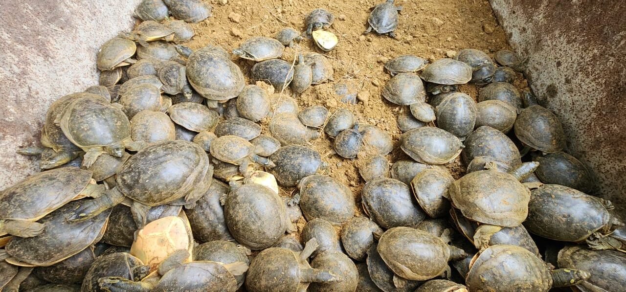 भारत में पाई जाती है कछुओं की 30 प्रजाति, इसमें से 15 उत्तर प्रदेश में मिलती हैं