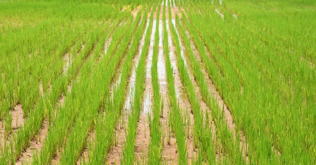 जून का तीसरा हफ्ता है धान की बोआई का सबसे उचित समय