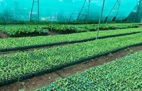 2016-17 में 150 की तुलना में 2024-25 में चीनी मिलों के प्रक्षेत्र का उपयोग करते हुए 267 हुई बीज नर्सरी की संख्या