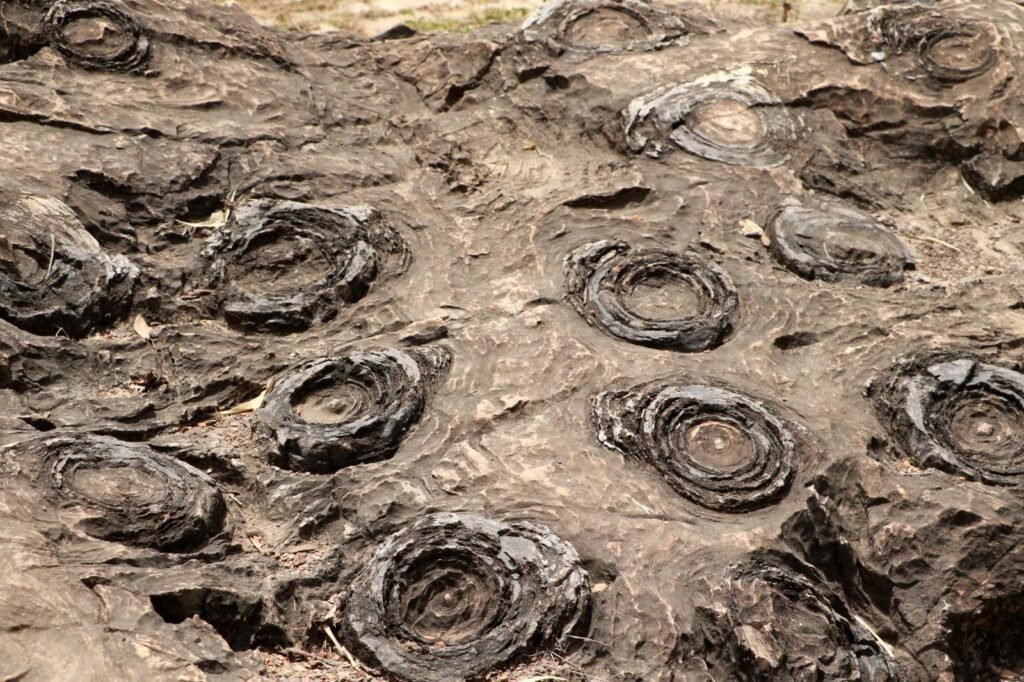 पार्क प्राचीन बलुआ पत्थर में संरक्षित सबसे पुरानी और सर्वश्रेष्ठ स्ट्रॉमैटोलाइट्स का है घर, जो लगभग 1.4 अरब वर्ष पुरानी