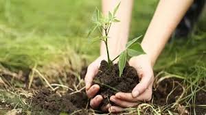 1 से 7 जुलाई 2025 में जन्म लेने वाले बच्चों को दिए जाएंगे पौधे