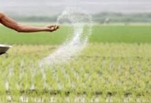 उर्वरकों की ओवर रेटिंग और कालाबाजारी पर होगी सख्त कार्रवाई, हेल्पलाइन जारी, तुरंत होगा एक्शन