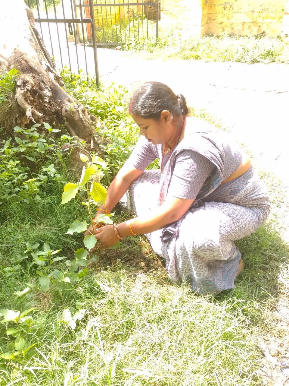 प्राथमिक स्वास्थ्य केंद्र के परिसर में हुआ वृक्षारोपण