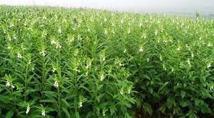 तिल के बीज पर 95 रुपये प्रति किग्रा की दर पर उपलब्ध कराया जा रहा अनुदान