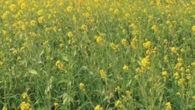 किसानों को agridarshan.up.gov.in पर करना होगा ऑनलाइन आवेदन