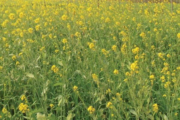 किसानों को agridarshan.up.gov.in पर करना होगा ऑनलाइन आवेदन