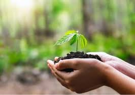 शौर्य वन