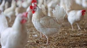 बर्ड फ्लू को लेकर प्रदेश में हालात सामान्य, कड़ी निगरानी व सतर्कता बरत रहा पशुपालन विभाग