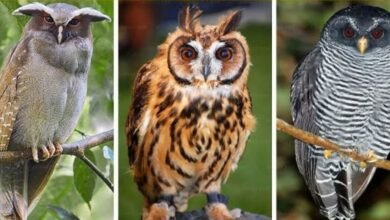 दीपावली के उजाले में छिपा अंधेरा - उल्लू बलि की कुप्रथा अब भी जारी। तंत्र-मंत्र और अंधविश्वास के नाम पर हर साल सैकड़ों उल्लू मारे जाते हैं। जानिए कानून, धर्म और समाज का पक्ष इस विस्तृत रिपोर्ट में।