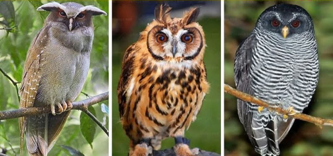 दीपावली के उजाले में छिपा अंधेरा - उल्लू बलि की कुप्रथा अब भी जारी। तंत्र-मंत्र और अंधविश्वास के नाम पर हर साल सैकड़ों उल्लू मारे जाते हैं। जानिए कानून, धर्म और समाज का पक्ष इस विस्तृत रिपोर्ट में।