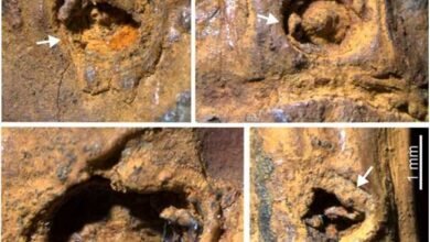 मणिपुर की इम्फाल घाटी में चिरांग नदी की गाद से वैज्ञानिकों को 37,000 वर्ष पुराना बांस का तना मिला है, जिसमें कांटों के स्पष्ट निशान पाए गए हैं। बीरबल साहनी पुराविज्ञान संस्थान के शोधकर्ताओं द्वारा खोजा गया यह जीवाश्म बांस में कांटेदार संरचना का दुनिया का पहला प्रमाण है। यह खोज दर्शाती है कि हिमयुग के दौरान शाकाहारी जीवों से बचने के लिए बांस में कांटे विकसित हुए थे। उस समय कठोर जलवायु के कारण यूरोप में बांस विलुप्त हो गया, जबकि पूर्वोत्तर भारत ने इसे सुरक्षित आश्रय दिया। यह शोध जैव विविधता और पुराजलवायु अध्ययनों में नया आयाम जोड़ता है।