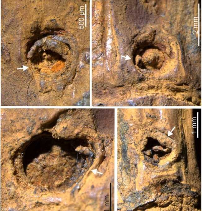 मणिपुर की इम्फाल घाटी में चिरांग नदी की गाद से वैज्ञानिकों को 37,000 वर्ष पुराना बांस का तना मिला है, जिसमें कांटों के स्पष्ट निशान पाए गए हैं। बीरबल साहनी पुराविज्ञान संस्थान के शोधकर्ताओं द्वारा खोजा गया यह जीवाश्म बांस में कांटेदार संरचना का दुनिया का पहला प्रमाण है। यह खोज दर्शाती है कि हिमयुग के दौरान शाकाहारी जीवों से बचने के लिए बांस में कांटे विकसित हुए थे। उस समय कठोर जलवायु के कारण यूरोप में बांस विलुप्त हो गया, जबकि पूर्वोत्तर भारत ने इसे सुरक्षित आश्रय दिया। यह शोध जैव विविधता और पुराजलवायु अध्ययनों में नया आयाम जोड़ता है।