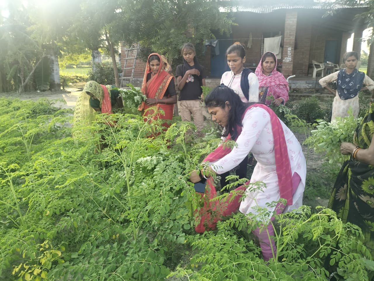 आत्मनिर्भर उत्तर प्रदेश के विजन के तहत मोरिंगा आधारित आजीविका मॉडल ने ग्रामीण महिलाओं को नई पहचान दी है। लखनऊ, अयोध्या, बाराबंकी, सुल्तानपुर और सीतापुर में एक हजार से अधिक महिलाएं मोरिंगा की पत्तियों, बीज और छाल की प्रोसेसिंग से जुड़कर नियमित आय अर्जित कर रही हैं। एफपीओ और एग्रीकल्चर इंफ्रास्ट्रक्चर फंड के सहयोग से स्थापित यूनिट्स ने घर के पास रोजगार, कौशल विकास और आर्थिक आत्मनिर्भरता को मजबूती दी है।