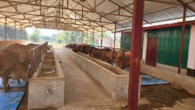 योगी सरकार की नंदिनी कृषक समृद्धि योजना गोरखपुर के पिपराइच ब्लॉक की इंदु सिंह के लिए वरदान बनी है। 50 प्रतिशत अनुदान से स्थापित साहीवाल नस्ल की डेयरी से रोज़ 200 लीटर दूध उत्पादन हो रहा है। योजना ने गोसंवर्धन के साथ आय और रोजगार के नए अवसर खोले हैं।